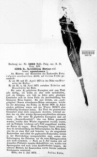 Uromyces betae image